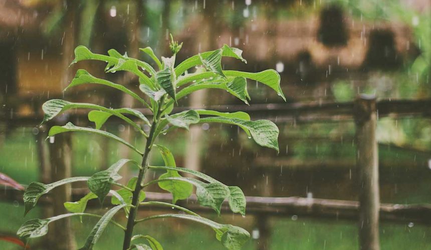 Karkidaka chikitsa – an monsoon rejuvenation program
