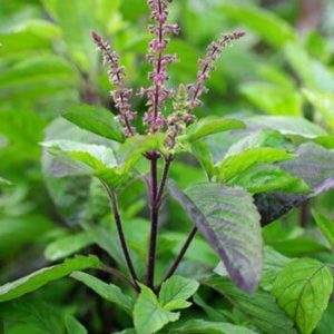 10 Health benefits of Tulsi – the queen of herbs 10 Health benefits of Tulsi – the queen of herbs