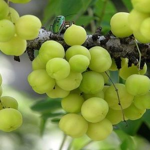 6 Amazing medicinal herbs used in ayurveda 6 Amazing medicinal herbs used in ayurveda