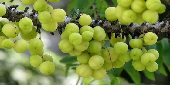 6 Amazing medicinal herbs used in ayurveda 6 Amazing medicinal herbs used in ayurveda